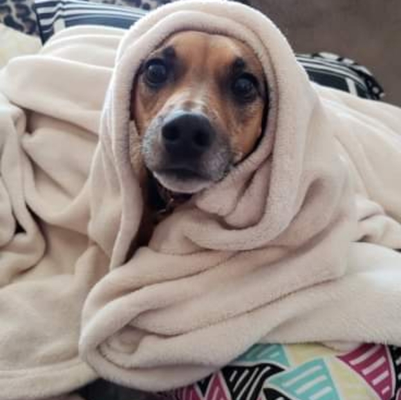 Meet your Posher, Shelby - Picture 5 of 8